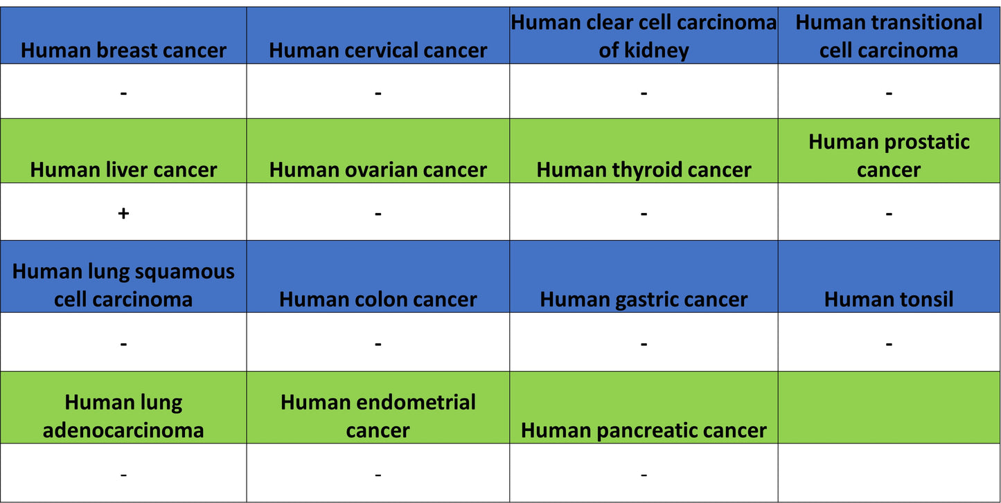 Glypican-3 Recombinant Rabbit mAb (SDT-4064-69-2)