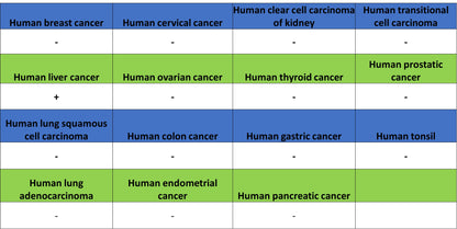 Glypican-3 Recombinant Rabbit mAb (SDT-4064-69-2)