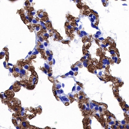 Glycophorin C Recombinant Rabbit mAb (S-027-214)