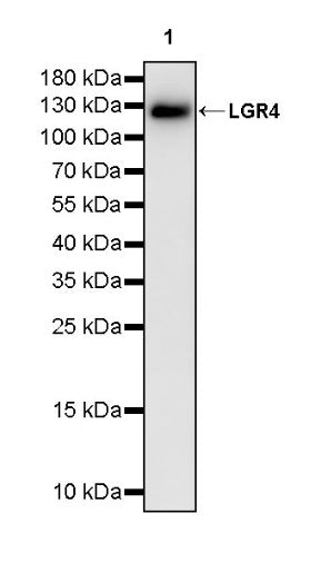 LGR4 Recombinant Rabbit mAb (S-2787-39)