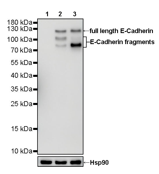 S-RMab® E-Cadherin Recombinant Rabbit mAb (SDT-R088)