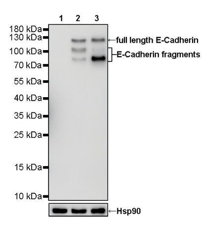 S-RMab® E-Cadherin Recombinant Rabbit mAb (SDT-R088)
