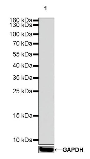 Mouse mAb IgG1, κ Isotype Control (S-844-79)