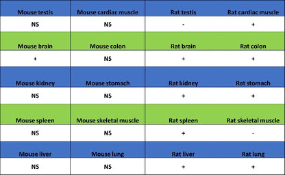 MeCP2 Recombinant Rabbit mAb (S-1884-28)