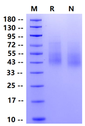 Biotinylated B7-1 Avi&His Tag Protein, Human