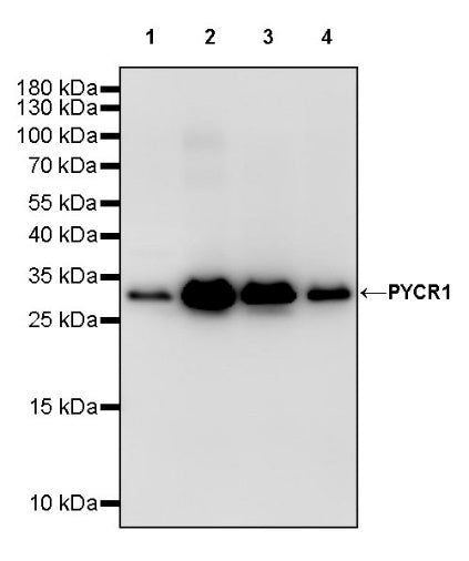 PYCR1 Rabbit Polyclonal Antibody
