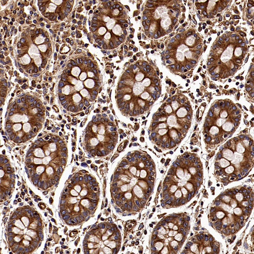 α/β-Tubulin Antibody Rabbit Polyclonal Antibody