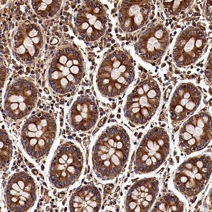 α/β-Tubulin Antibody Rabbit Polyclonal Antibody