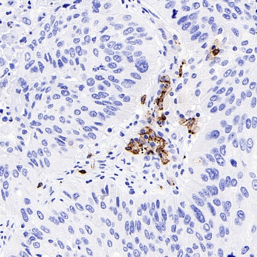 CD45RA Recombinant Mouse mAb (HI100)