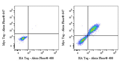 HA Tag Recombinant Rabbit mAb (Alexa Fluor® 488 Conjugate) (S-4144)