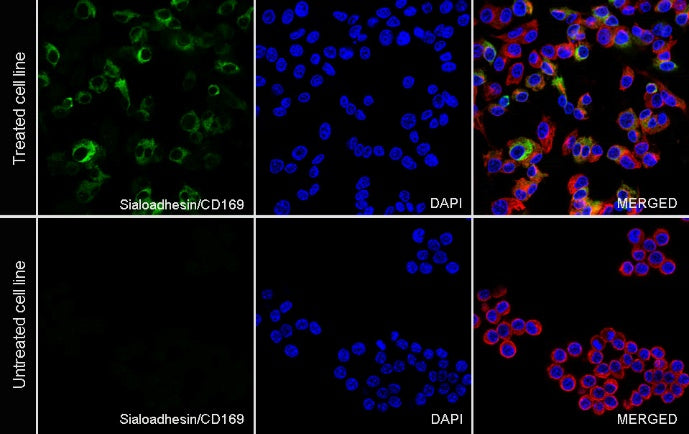 Sialoadhesin/CD169 Recombinant Rabbit mAb (SDT-3228-8)