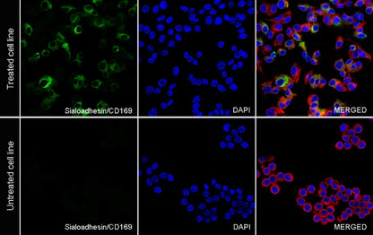 Sialoadhesin/CD169 Recombinant Rabbit mAb (SDT-3228-8)