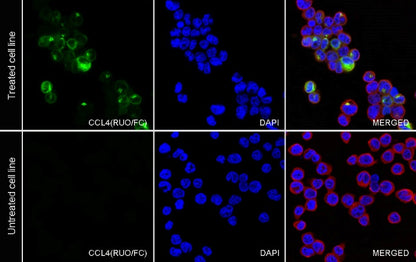 CCL4 Recombinant Rabbit mAb (S-2174-23)