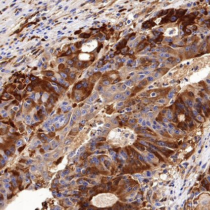 Citrate synthetase Recombinant Rabbit mAb (S-1708-56)