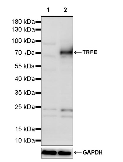 TRFE Rabbit Polyclonal Antibody