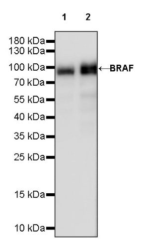 BRAF Recombinant Rabbit mAb (S-1328-60)