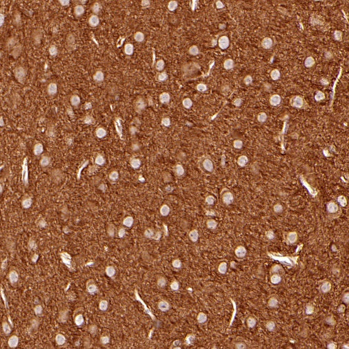 α-tubulin Mouse mAb (S-364-23)