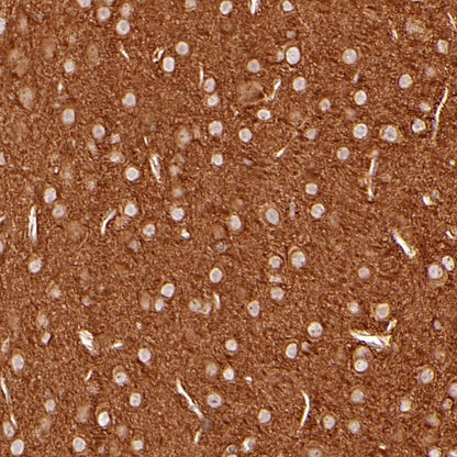 α-tubulin Mouse mAb (S-364-23)
