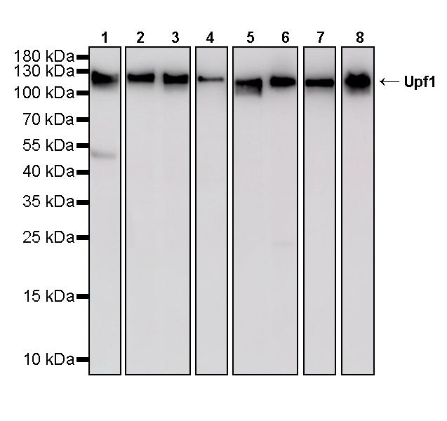 Upf1 Rabbit Polyclonal Antibody