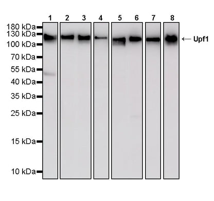 Upf1 Rabbit Polyclonal Antibody
