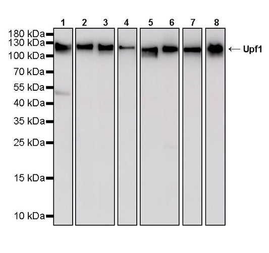 Upf1 Rabbit Polyclonal Antibody