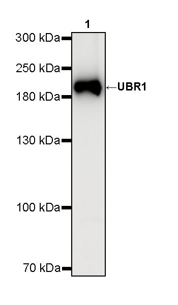 UBR1 Recombinant Rabbit mAb (S-4166-11)