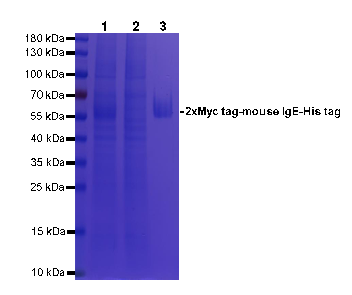 Rabbit Anti-Myc tag agarose beads