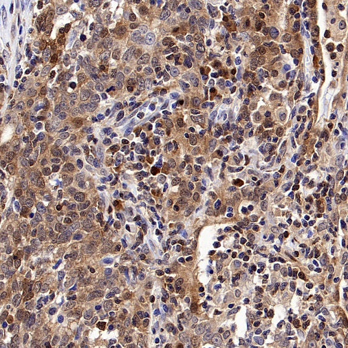Caspase-3 Recombinant Rabbit mAb (S-656-43)