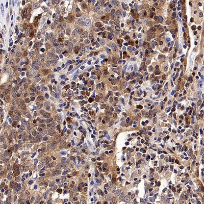 Caspase-3 Recombinant Rabbit mAb (S-656-43)