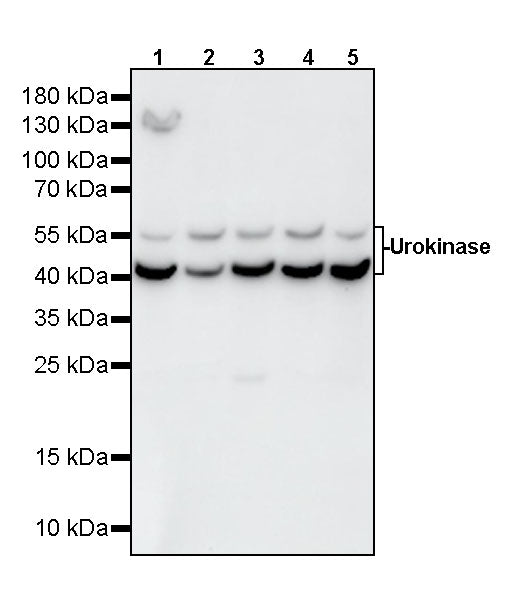 Urokinase Recombinant Rabbit mAb (S-5949)