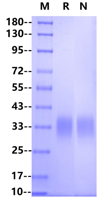Fc γ RIIA/CD32a His Tag Protein, Cynomolgus