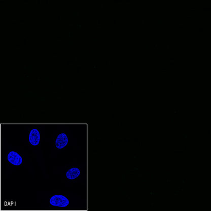 BOB-1 Recombinant Rabbit mAb (SDT-263-55)