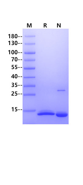 FKBP12(F37V) His Tag Protein, Human
