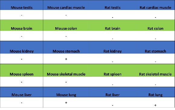 Aquaporin 5/AQP5 Recombinant Rabbit mAb (S-1610-43)
