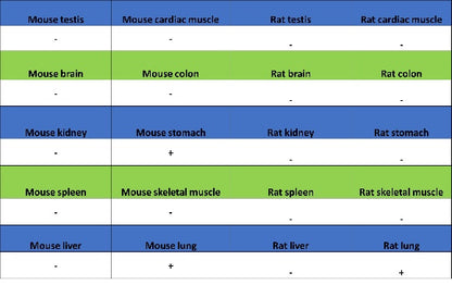 Aquaporin 5/AQP5 Recombinant Rabbit mAb (S-1610-43)