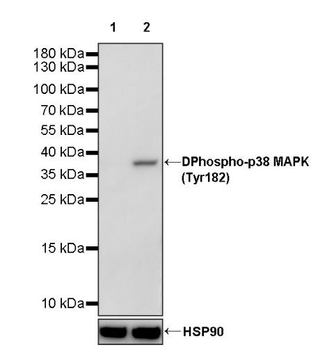 Phospho-p38 MAPK (Tyr182) Recombinant Rabbit mAb (S-617-138)