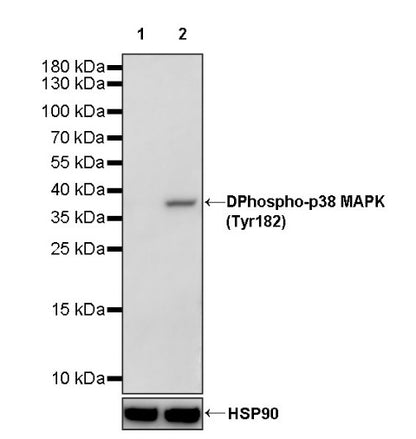 Phospho-p38 MAPK (Tyr182) Recombinant Rabbit mAb (S-617-138)