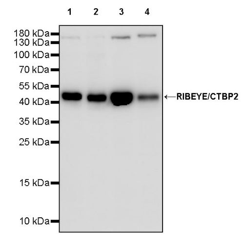 RIBEYE/CTBP2 Rabbit Polyclonal Antibody