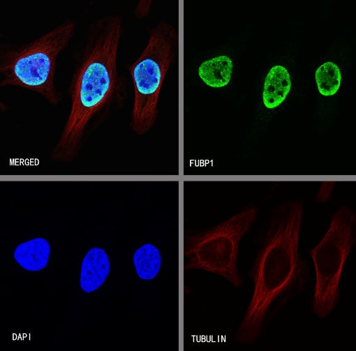 FUBP1 Recombinant Rabbit mAb (S-739-21)