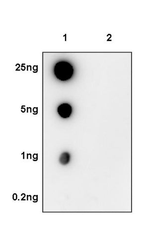Phospho-PLCγ1 (Tyr783) Recombinant Rabbit mAb (S-1184-12)