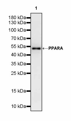 PPARA Recombinant Rabbit mAb (S-3103-24)
