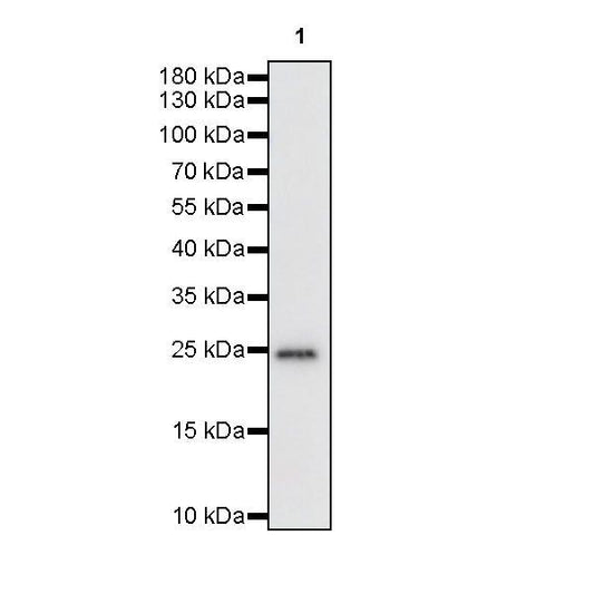 Product image media