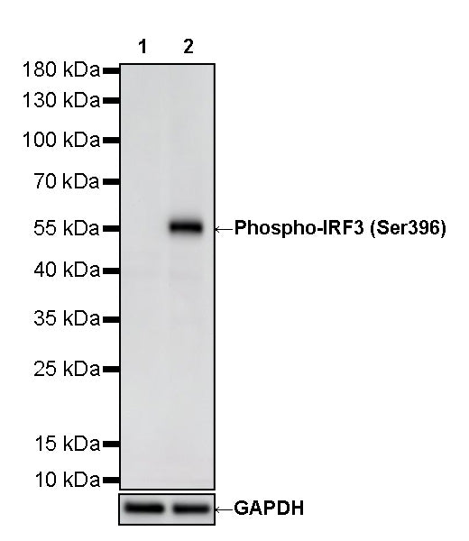 Phospho-IRF3 (Ser396) Recombinant Rabbit mAb (S-5480)