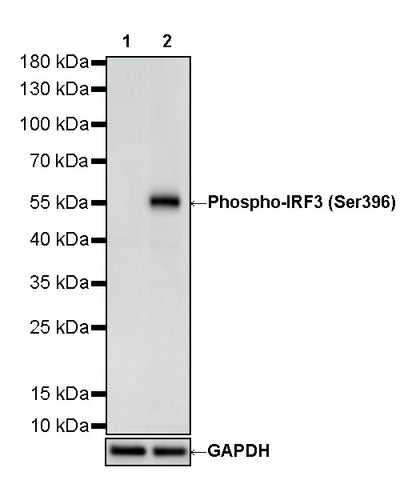 Phospho-IRF3 (Ser396) Recombinant Rabbit mAb (S-5480)