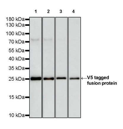 V5 Tag Recombinant Rabbit mAb (S-609-13)
