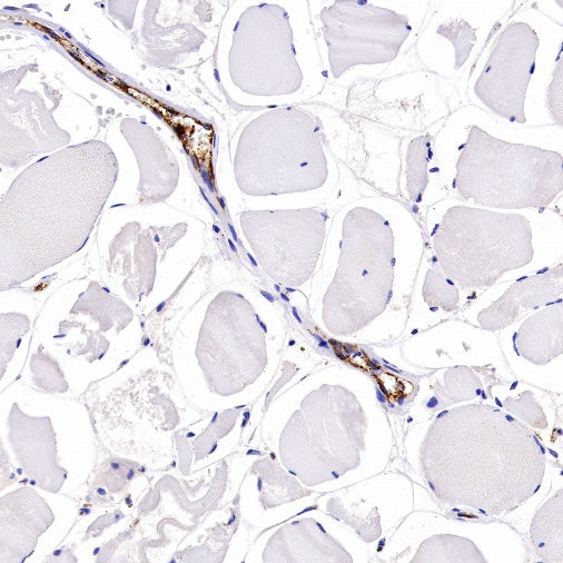 Von Willebrand Factor Recombinant Rabbit mAb (S-663-120)