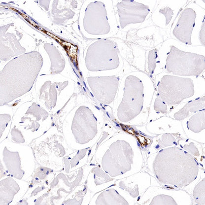 Von Willebrand Factor Recombinant Rabbit mAb (S-663-120)