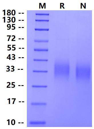 Biotinylated GCGR/Glucagon Receptor His&Avi Tag Protein, Human