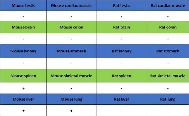 Neutrophil Elastase (ELA2) Recombinant Rabbit mAb (S-3766-3)