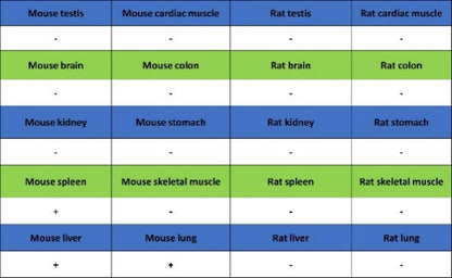 Neutrophil Elastase (ELA2) Recombinant Rabbit mAb (S-3766-3)